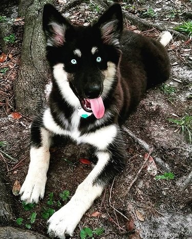 Gerberian Shepsky: Key Facts, Traits, and Care Guide