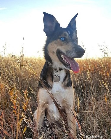 Gerberian Shepsky: Key Facts, Traits, and Care Guide