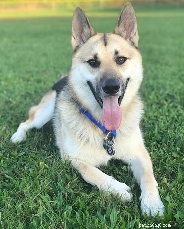 Gerberian Shepsky: Key Facts, Traits, and Care Guide