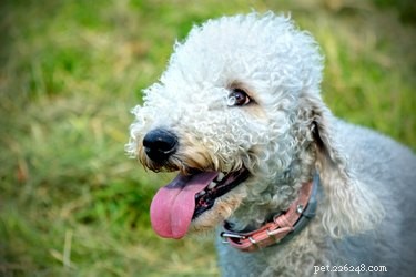 Bedlington Terrier: Comprehensive Breed Guide & Key Facts