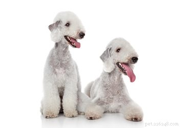 Bedlington Terrier: Comprehensive Breed Guide & Key Facts