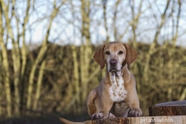 Vizsla Dog Breed: Facts, Traits & Adoption Tips