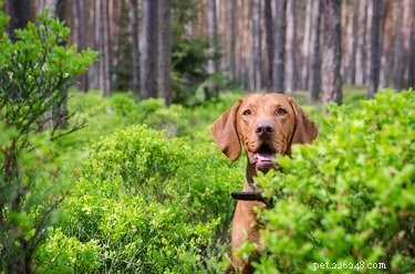 Vizsla Dog Breed: Facts, Traits & Adoption Tips