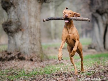 Vizsla Dog Breed: Facts, Traits & Adoption Tips