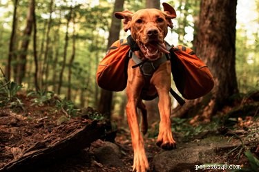 Vizsla Dog Breed: Facts, Traits & Adoption Tips