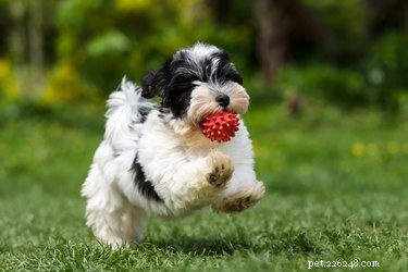 Everything You Need to Know About Havanese Dogs: Breed, Temperament, and Lifespan