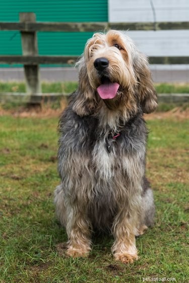 Otterhound: Key Facts & Complete Guide for Prospective Owners