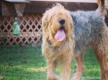 Otterhound: Key Facts & Complete Guide for Prospective Owners