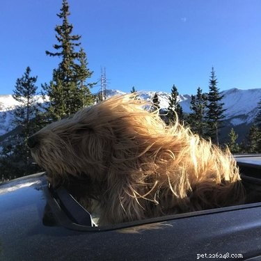 Otterhound: Key Facts & Complete Guide for Prospective Owners