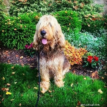 Otterhound: Key Facts & Complete Guide for Prospective Owners