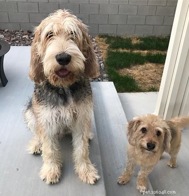 Otterhound: Key Facts & Complete Guide for Prospective Owners