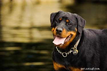 German Rottweiler: Key Facts, Traits, and Care Tips