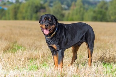 German Rottweiler: Key Facts, Traits, and Care Tips