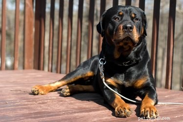 German Rottweiler: Key Facts, Traits, and Care Tips