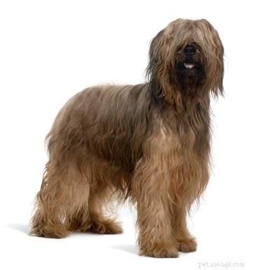 Briard Dog Breed Guide: Size, Temperament, and Care Tips