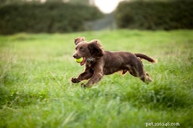 Boykin Spaniel: Facts, Traits, and Adoption Guide