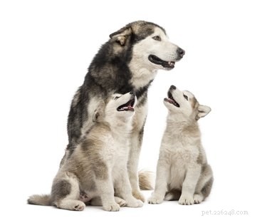 Alaskan Malamute: Essential Facts & Family Guide