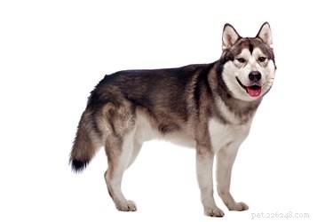 Alaskan Malamute: Essential Facts & Family Guide
