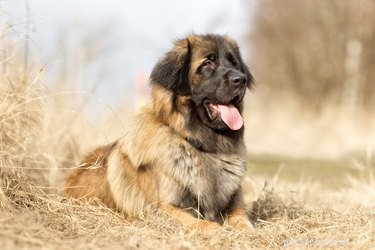 Everything You Need to Know About the Leonberger Dog Breed