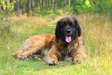 Everything You Need to Know About the Leonberger Dog Breed