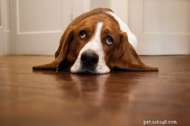 Top 10 Dog Breeds with the Highest Veterinary Costs – Why They’re Expensive