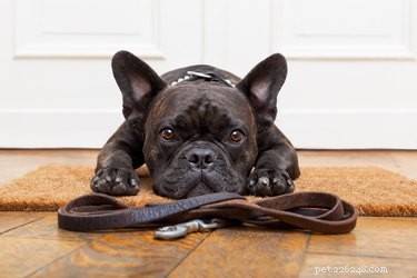 Top 10 Dog Breeds with the Highest Veterinary Costs – Why They’re Expensive