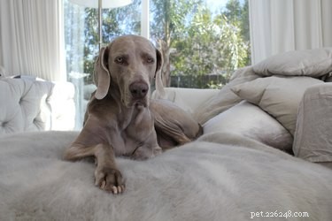 Top 10 Dog Breeds with the Highest Veterinary Costs – Why They’re Expensive