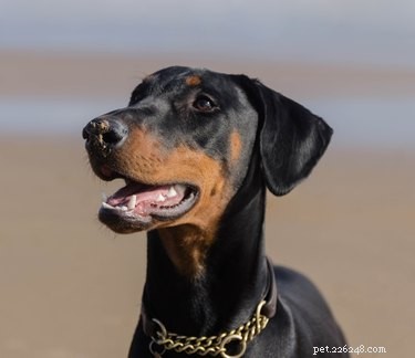 Top 10 Dog Breeds with the Highest Veterinary Costs – Why They’re Expensive
