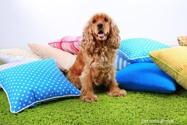 Top 10 Dog Breeds with the Highest Veterinary Costs – Why They’re Expensive