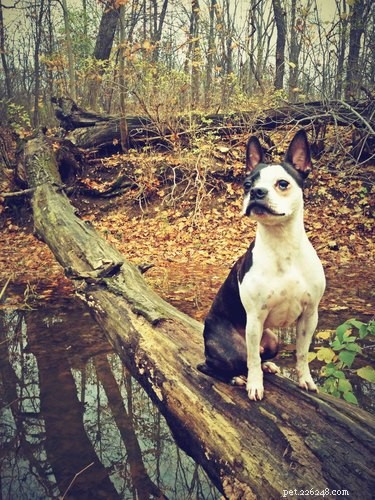 A Century of Canine Favorites: Top Dog Breeds Through the Years