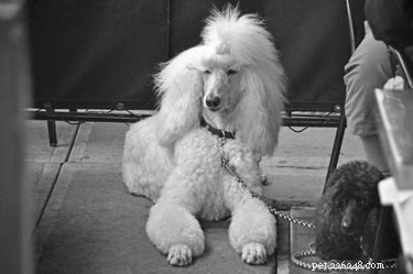 A Century of Canine Favorites: Top Dog Breeds Through the Years