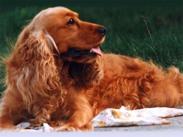 A Century of Canine Favorites: Top Dog Breeds Through the Years