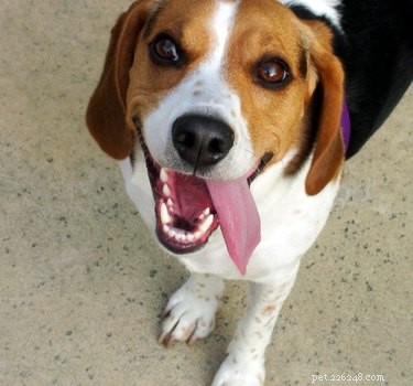 A Century of Canine Favorites: Top Dog Breeds Through the Years