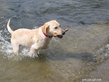 A Century of Canine Favorites: Top Dog Breeds Through the Years