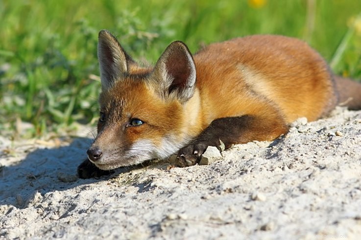Why Some Dogs Have Floppy Ears — A Scientific Look