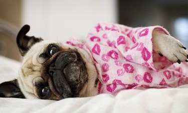 Debunking 9 Common Myths About Popular Dog Breeds