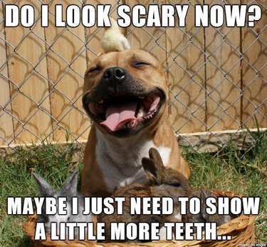 Debunking 9 Common Myths About Popular Dog Breeds
