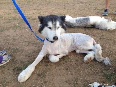 Debunking 9 Common Myths About Popular Dog Breeds