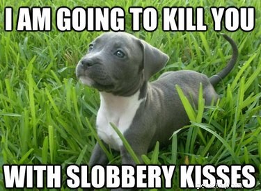 Debunking 9 Common Myths About Popular Dog Breeds