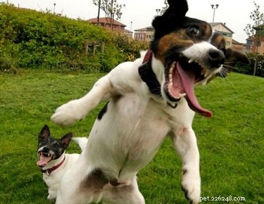 Debunking 9 Common Myths About Popular Dog Breeds