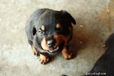 Debunking 9 Common Myths About Popular Dog Breeds