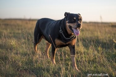 Unveiling the Truth About Misunderstood Dog Breeds