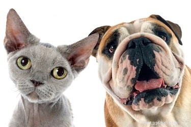 Top Cat Breeds with Dog-Like Temperaments