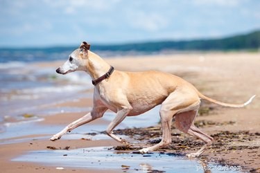 Top Speed: The Fastest Dog Breeds for Racing and Agility