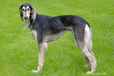 Discover the Saluki Dog Breed: History, Traits, and Care Guide