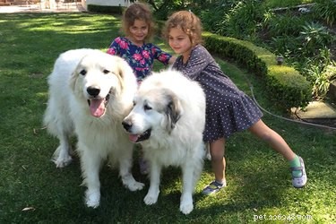 Massive Dog Breeds: Gentle Giants That Protect Your Family