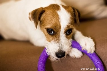 Managing Dogs That Love to Chew: Tips for a Damage-Free Home