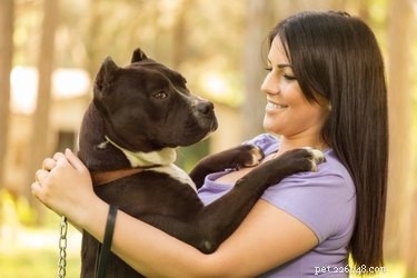 Affectionate Guard Dogs: Loyal Protectors You’ll Love