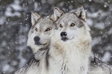 Top Dog Breeds Closely Related to Wolves: A DNA Study