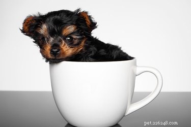 Toy vs. Teacup Dogs: Health, Care, and Choosing Wisely